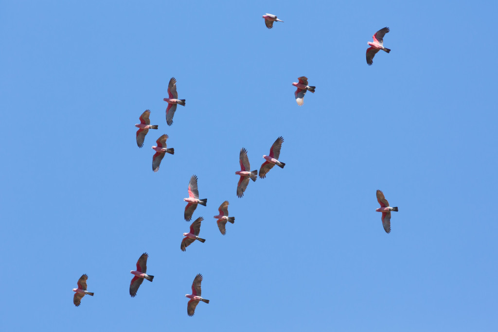 galahs flying