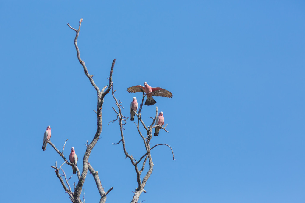 galahs1_1