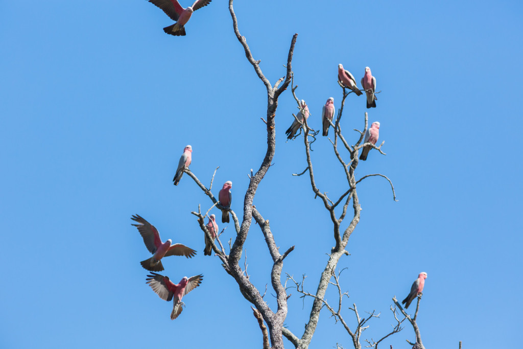 galahs2