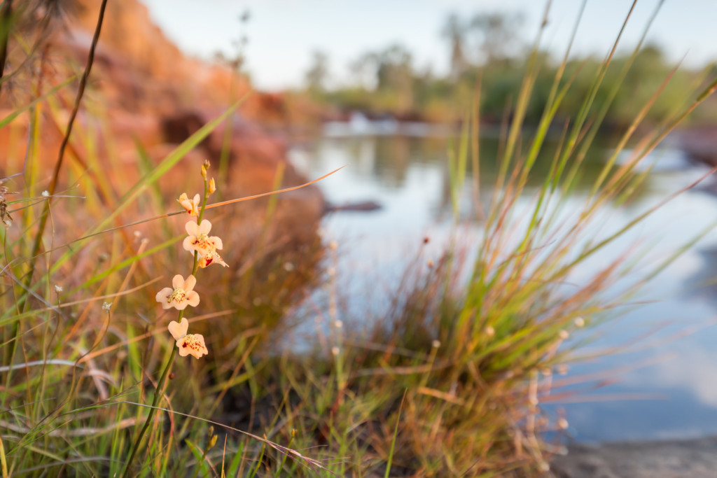 sweetwater plants2